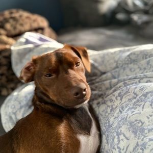 Meet your Posher, Thomas